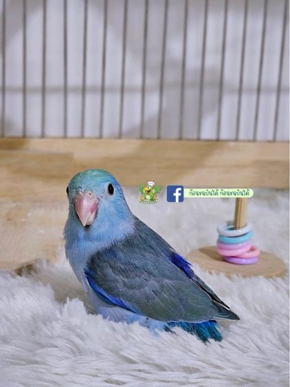 ลูกป้อนฟอพัสสีพาสเทล รูปที่ 4