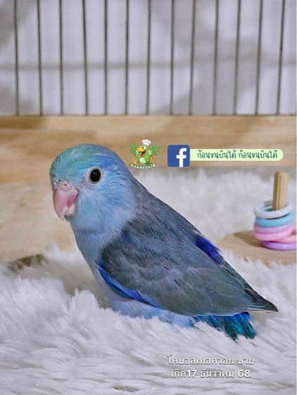 ลูกป้อนฟอพัสสีพาสเทล รูปที่ 5