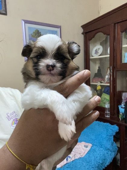 ชิสุ (Shih Tzu) เล็ก เปิดจองลูกสุนัข