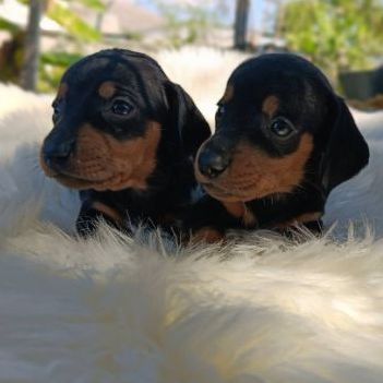ดัชชุน (Dachshund) เล็ก ดัชชุน พ่อแรพบิท แม่มินิ (ไม่ทักเล่นนะครับ)