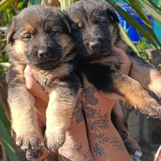 เยอรมันเชพเพิร์ด  เฝ้าบ้านเฝ้าสวนดีมาก รูปที่ 5