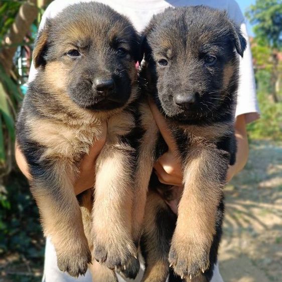 เยอรมันเชพเพิร์ด  เฝ้าบ้านเฝ้าสวนดีมาก รูปที่ 6