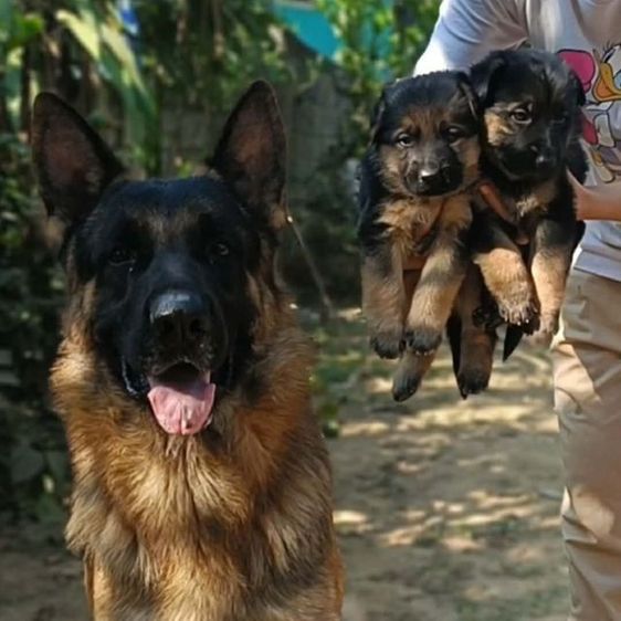 เยอรมันเชพเพิร์ด (German Shepherd) ใหญ่ เยอรมันเชพเพิร์ด  เฝ้าบ้านเฝ้าสวนดีมาก