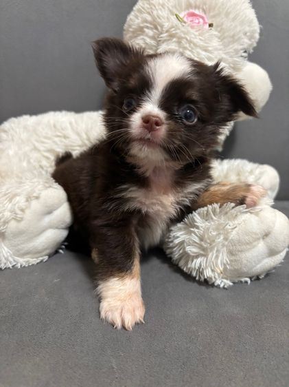ชิวาวา (Chihuahua) เล็ก ขาวลูกชิวาวาเพศผู้ขนยาว 