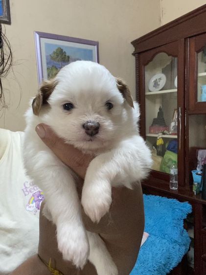 ชิสุ (Shih Tzu) เล็ก ลูกสุนัข