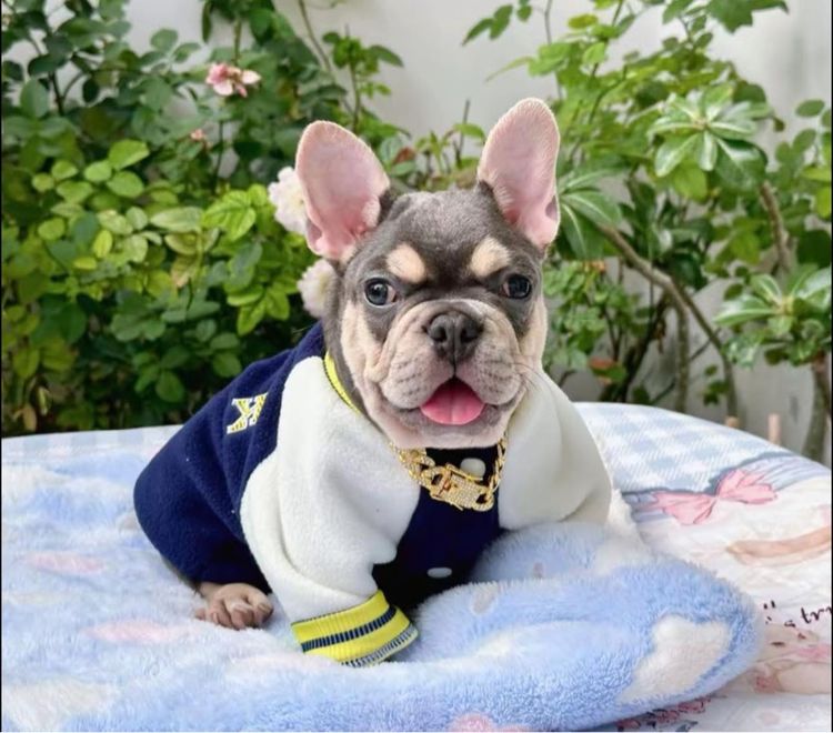เฟรนช์ บูลด็อก (French Bulldog) เล็ก เฟรนบลูด็อก ไลแลคบลูแทน ชาย