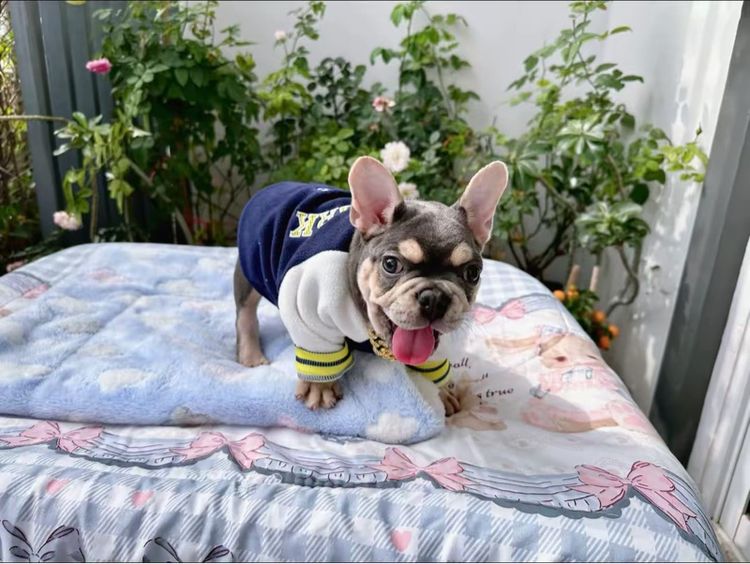 เฟรนบลูด็อก ไลแลคบลูแทน ชาย รูปที่ 17