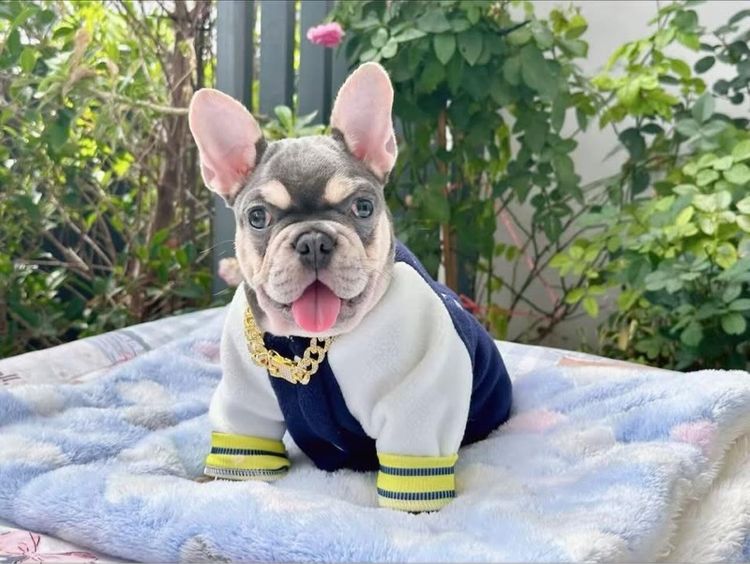 เฟรนบลูด็อก ไลแลคบลูแทน ชาย รูปที่ 6