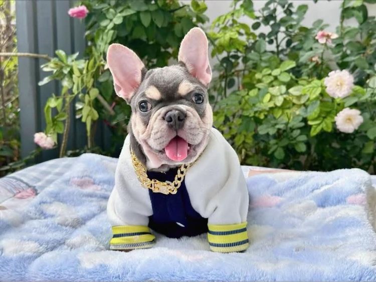 เฟรนบลูด็อก ไลแลคบลูแทน ชาย รูปที่ 4