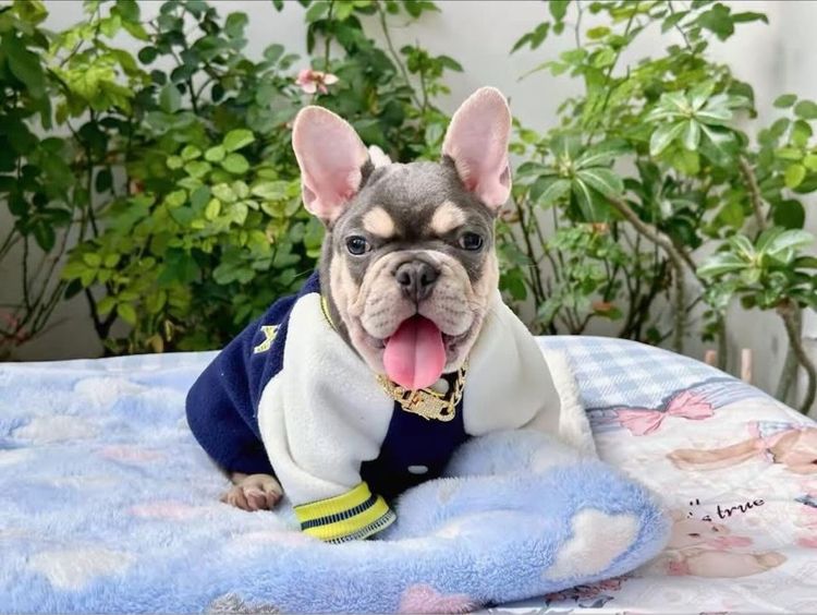 เฟรนบลูด็อก ไลแลคบลูแทน ชาย รูปที่ 8