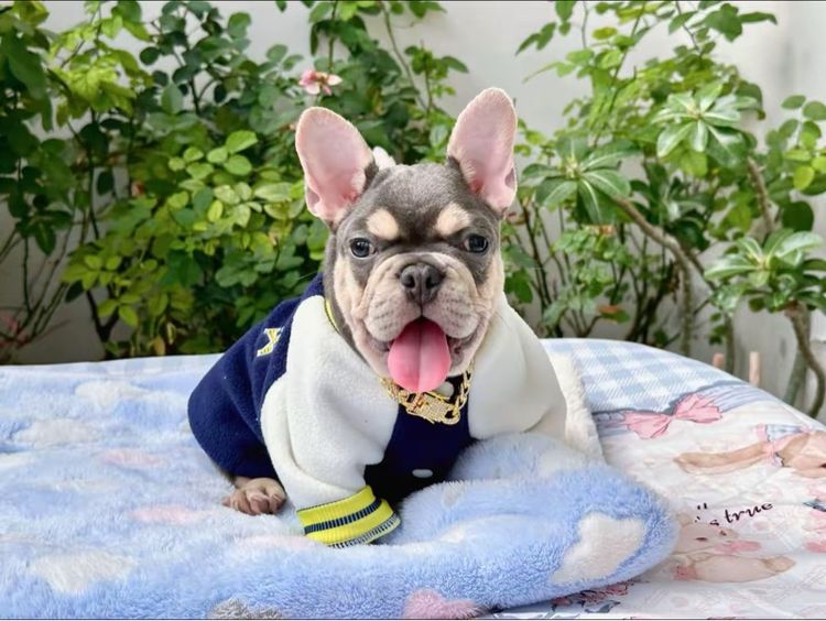 เฟรนบลูด็อก ไลแลคบลูแทน ชาย รูปที่ 10