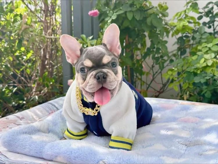 เฟรนบลูด็อก ไลแลคบลูแทน ชาย รูปที่ 2