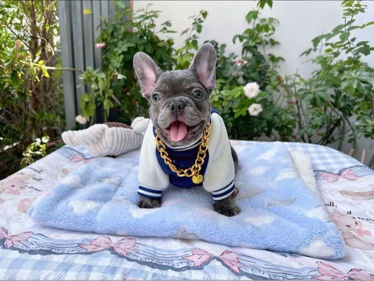 เฟรนบลูด็อกบลูแทน ติดเสือ หญิง รูปที่ 9