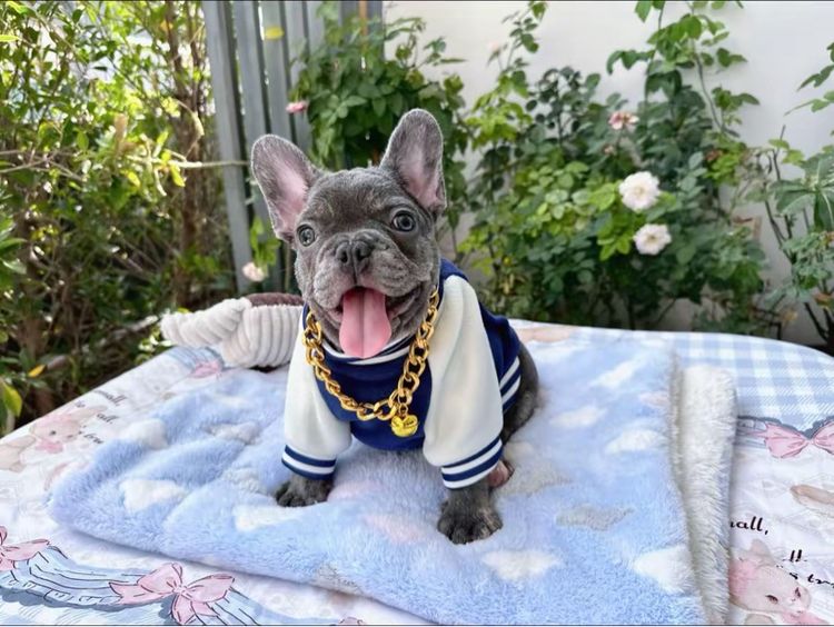 เฟรนบลูด็อกบลูแทน ติดเสือ หญิง รูปที่ 6