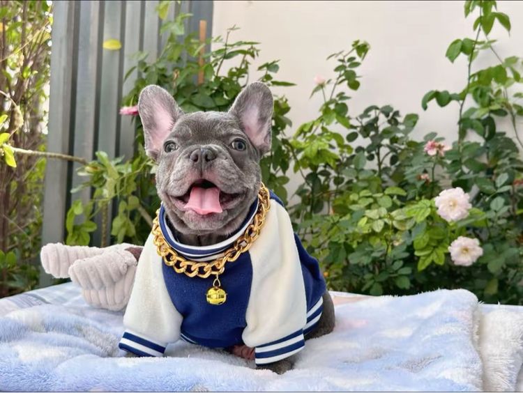 เฟรนบลูด็อกบลูแทน ติดเสือ หญิง รูปที่ 16