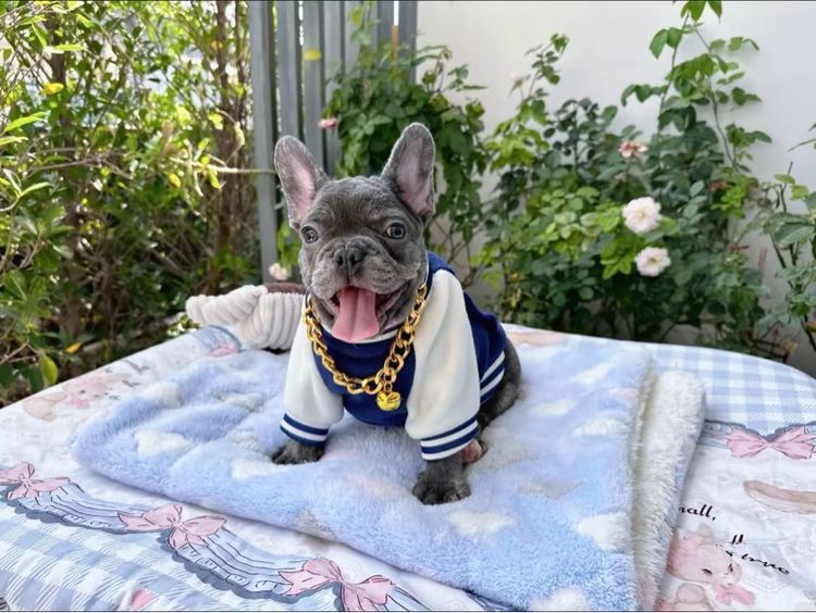 เฟรนบลูด็อกบลูแทน ติดเสือ หญิง รูปที่ 4