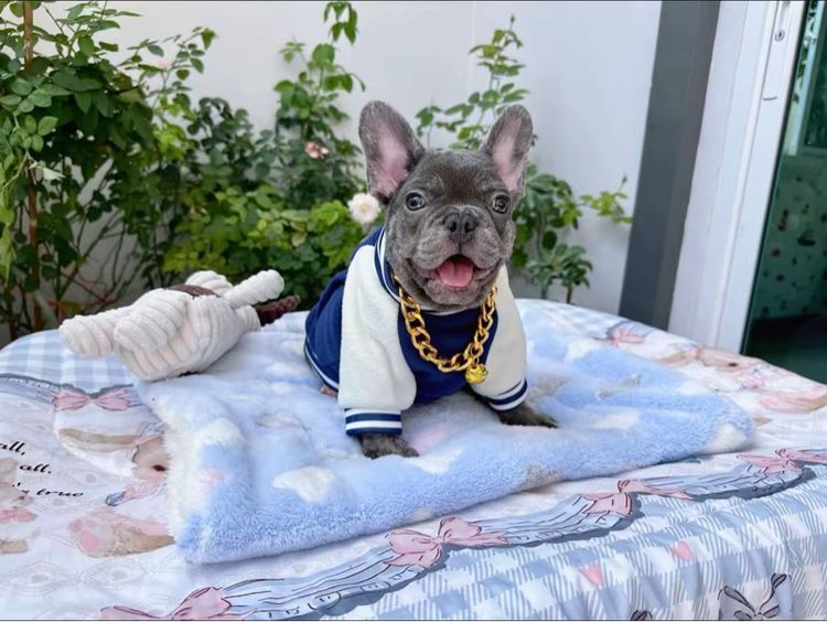 เฟรนบลูด็อกบลูแทน ติดเสือ หญิง รูปที่ 10