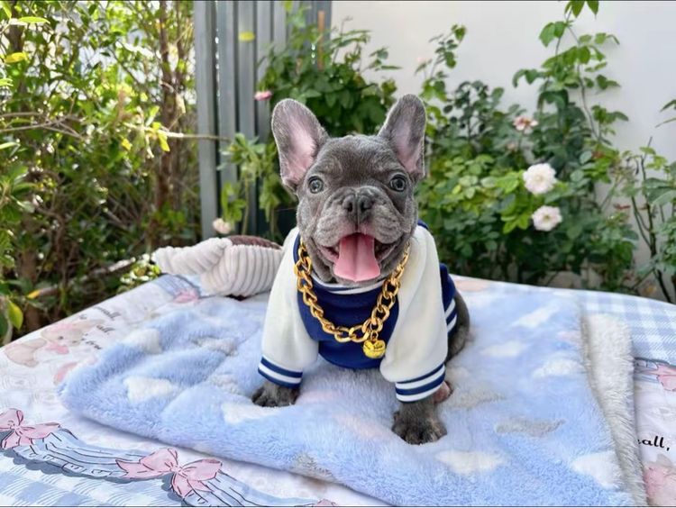 เฟรนบลูด็อกบลูแทน ติดเสือ หญิง รูปที่ 8