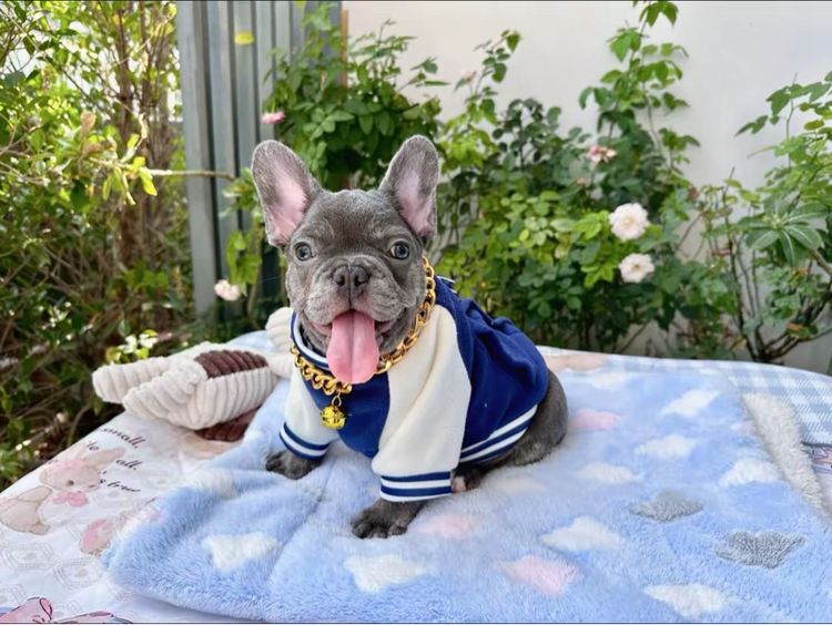 เฟรนบลูด็อกบลูแทน ติดเสือ หญิง รูปที่ 17