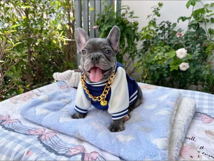 เฟรนช์ บูลด็อก (French Bulldog) เล็ก เฟรนบลูด็อกบลูแทน ติดเสือ หญิง