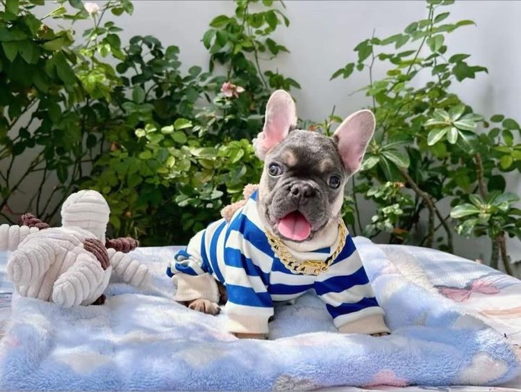 เฟรนบลูด็อก ไลแลค ชาย รูปที่ 5