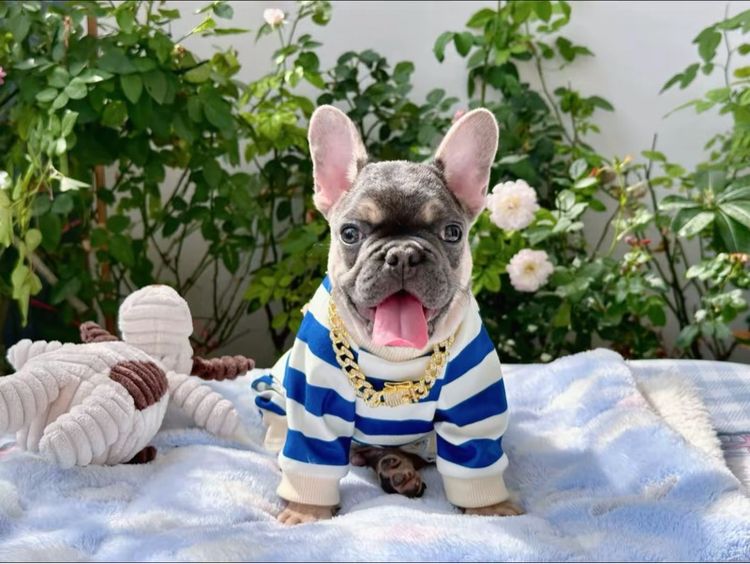 เฟรนบลูด็อก ไลแลค ชาย รูปที่ 10