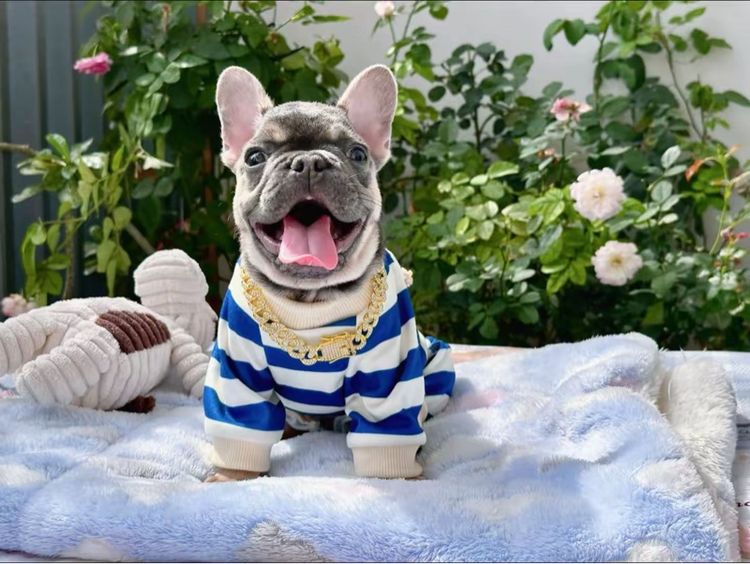 เฟรนบลูด็อก ไลแลค ชาย รูปที่ 17