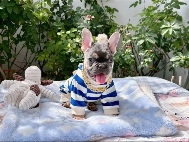 เฟรนบลูด็อก ไลแลค ชาย รูปที่ 12