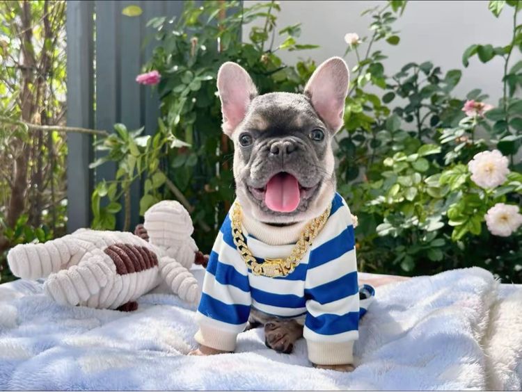 เฟรนบลูด็อก ไลแลค ชาย รูปที่ 11