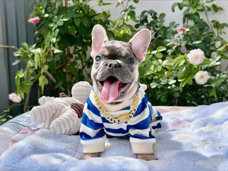 เฟรนช์ บูลด็อก (French Bulldog) เล็ก เฟรนบลูด็อก ไลแลค ชาย