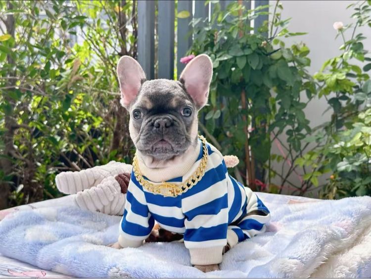 เฟรนบลูด็อก ไลแลค ชาย รูปที่ 14