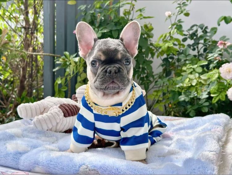 เฟรนบลูด็อก ไลแลค ชาย รูปที่ 15