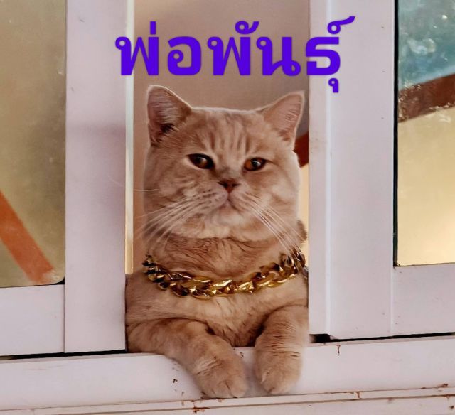 ลูกแมว สก็อตติช สวยๆหน้าสั้น รูปที่ 8