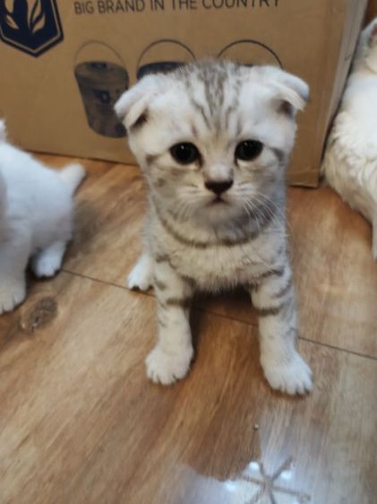 ลูกแมว สก็อตติช สวยๆหน้าสั้น รูปที่ 3