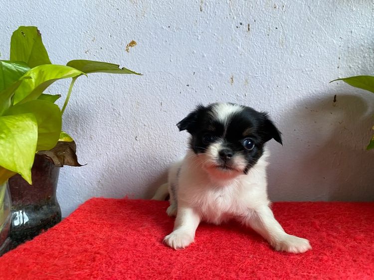 ชิวาวา รูปที่ 2