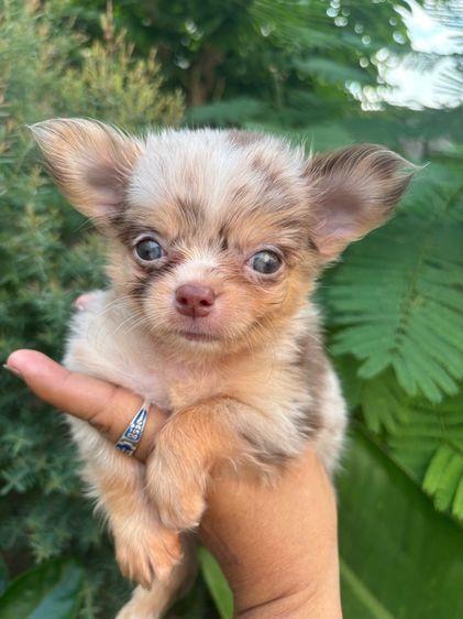 ขายลูกชิวาวา สีเมอร์และสีช็อค มีทั้งผู้เมีย รูปที่ 6