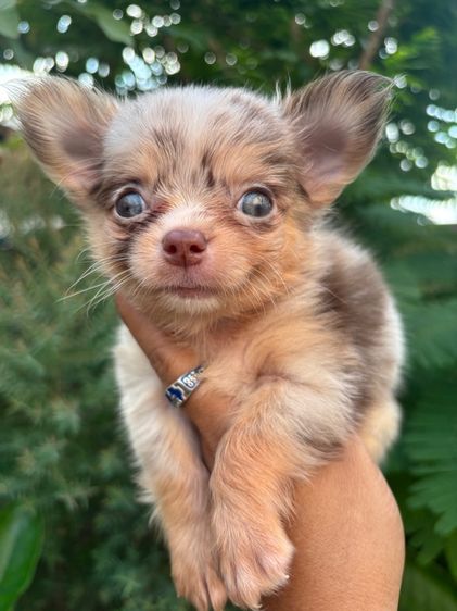 ขายลูกชิวาวา สีเมอร์และสีช็อค มีทั้งผู้เมีย รูปที่ 5