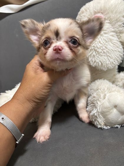 ขายลูกชิวาวา สีเมอร์และสีช็อค มีทั้งผู้เมีย รูปที่ 8