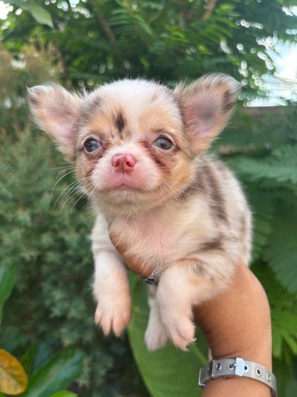 ขายลูกชิวาวา สีเมอร์และสีช็อค มีทั้งผู้เมีย รูปที่ 2