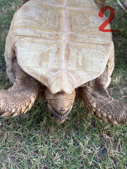 ขายเต่าซูคาต้า รูปที่ 11