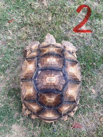 ขายเต่าซูคาต้า รูปที่ 15