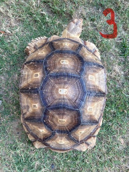 ขายเต่าซูคาต้า รูปที่ 10