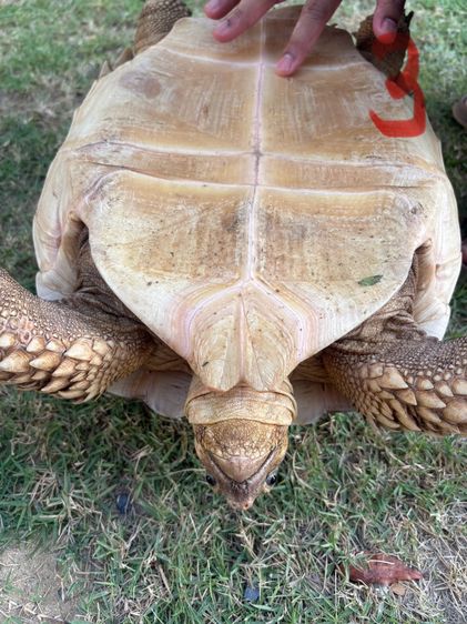 ขายเต่าซูคาต้า รูปที่ 6