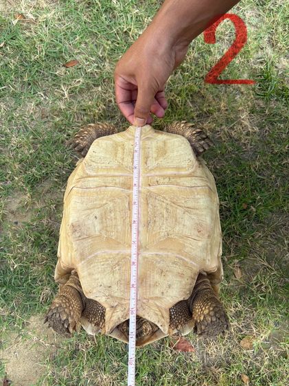 ขายเต่าซูคาต้า รูปที่ 12
