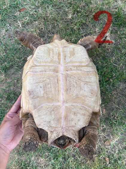 ขายเต่าซูคาต้า รูปที่ 14
