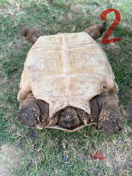 ขายเต่าซูคาต้า รูปที่ 13
