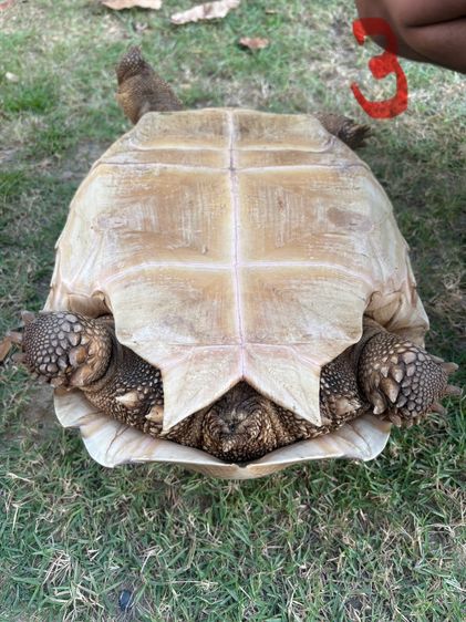 ขายเต่าซูคาต้า รูปที่ 7