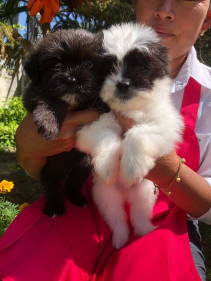 ชิสุพุดเดิ้ล