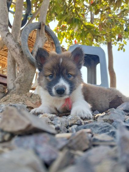 ลูกบางแก้ว รูปที่ 2