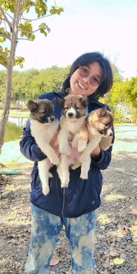 บางแก้ว (Thai Bangkaew Dog) กลาง ลูกบางแก้ว